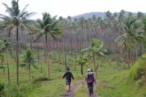 Copra plantations on the coastal side of the Natoavatu Estate